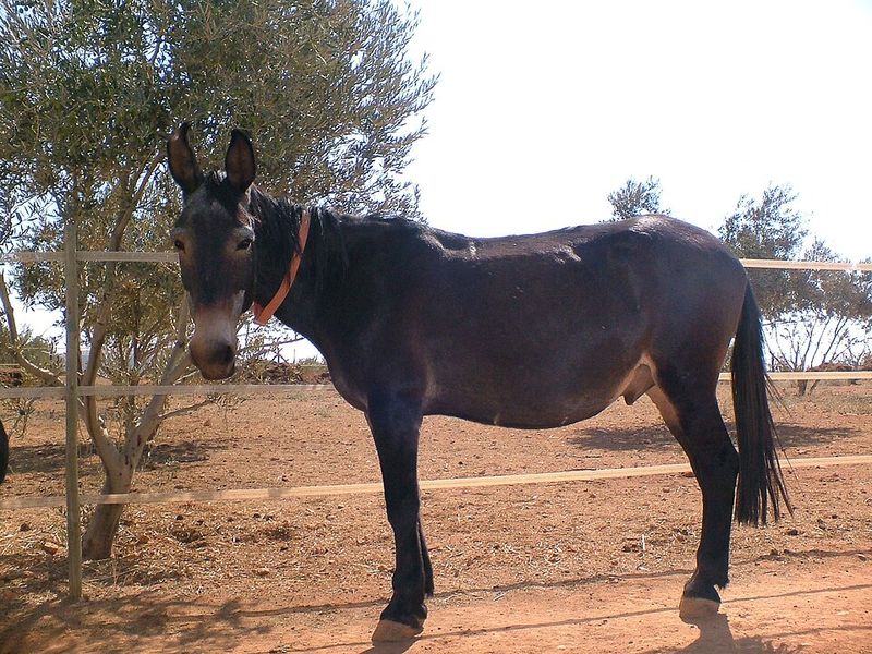 Mule (Horse + Donkey)