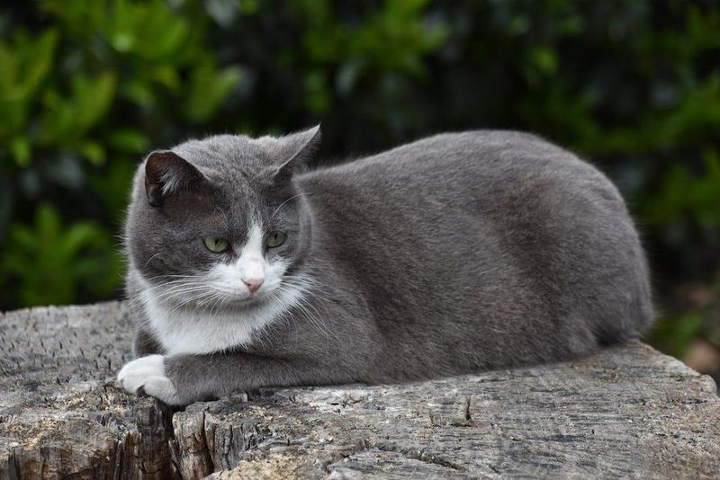 Domestic Shorthair: The Resilient Everyday Hero