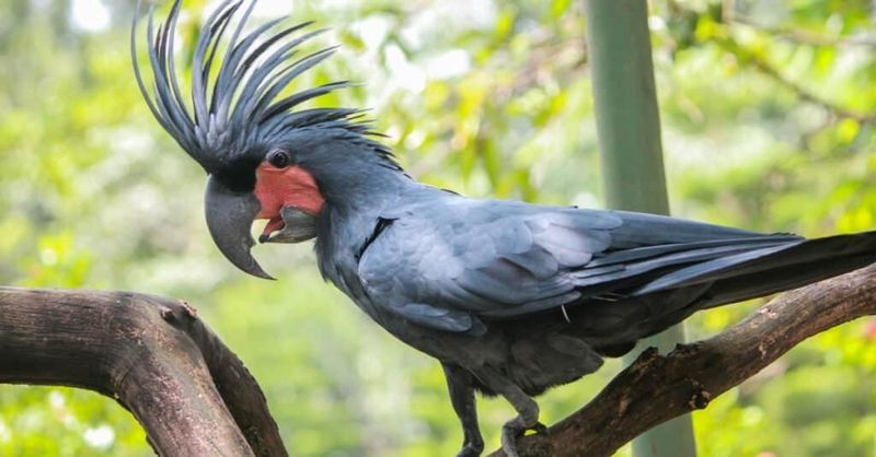 Black Palm Cockatoos: The Rolex Of The Bird World