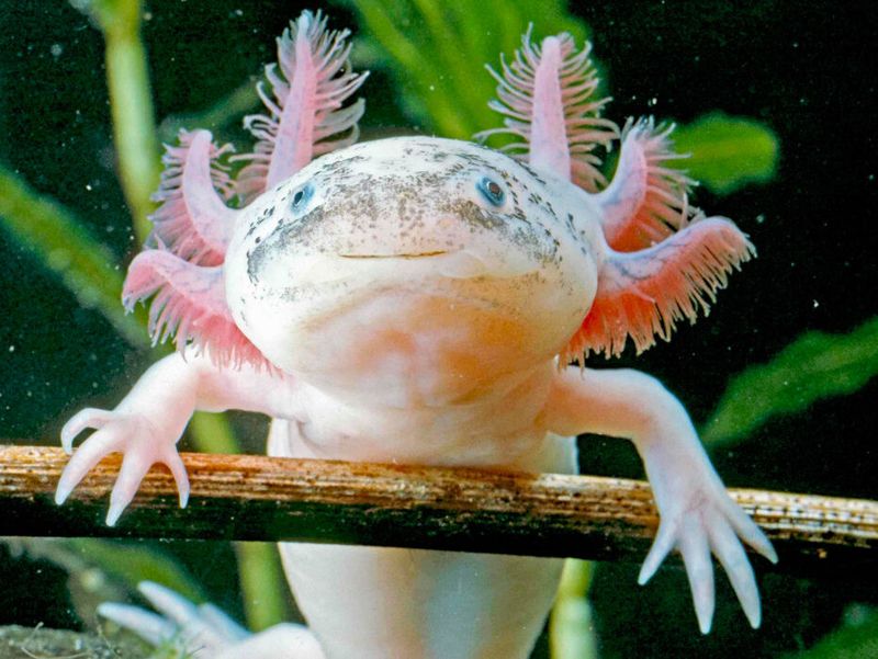 Axolotls