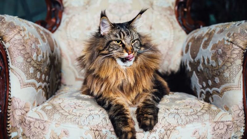 Maine Coon
