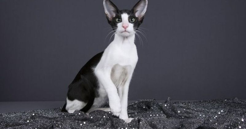 Oriental Shorthairs: Drama Queens And Kings