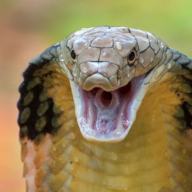 King Cobra