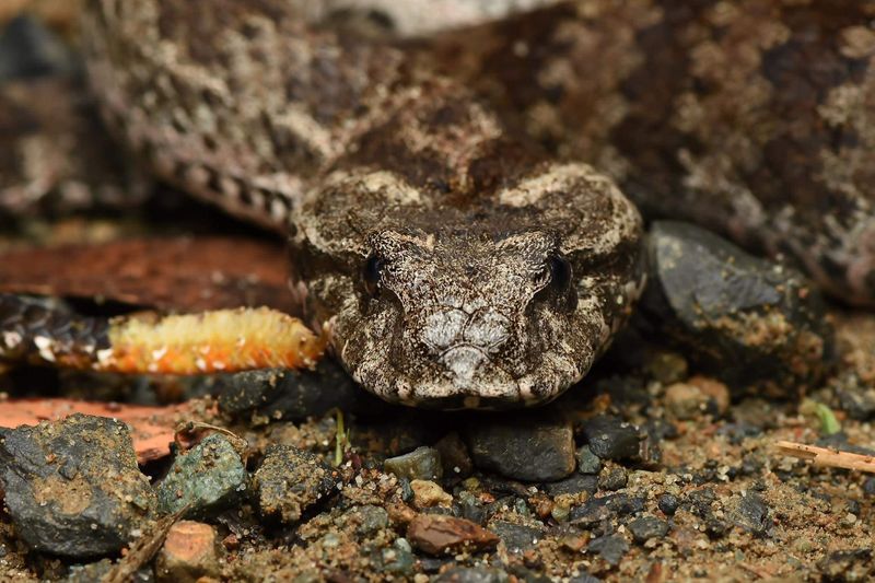 Death Adders