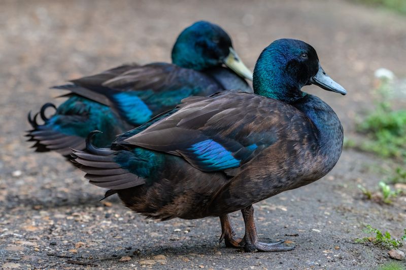 Cayuga Duck: The Iridescent Wonder