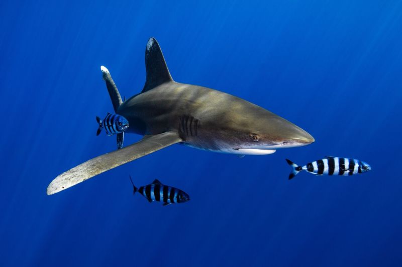 Oceanic Whitetip Shark