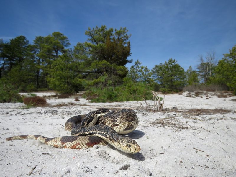 Pine Snake