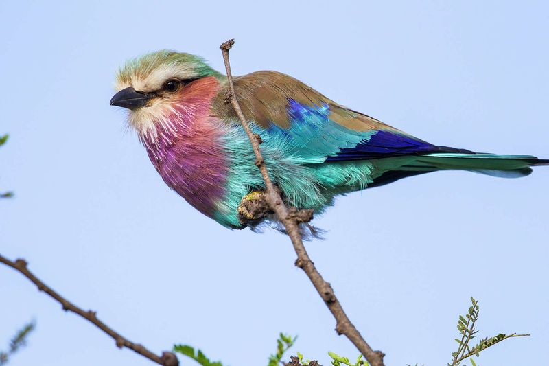 Lilac-Breasted Roller