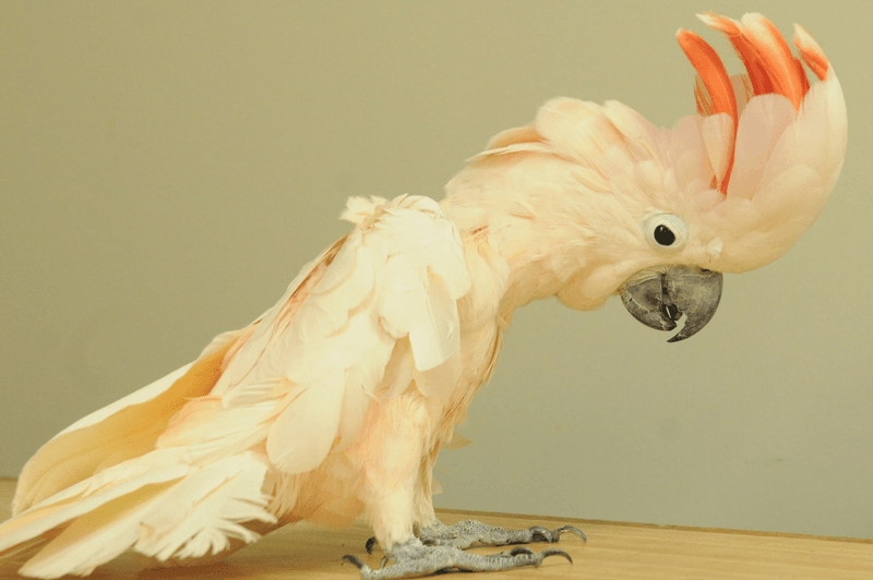 Cockatoos (Moluccan Cockatoo)