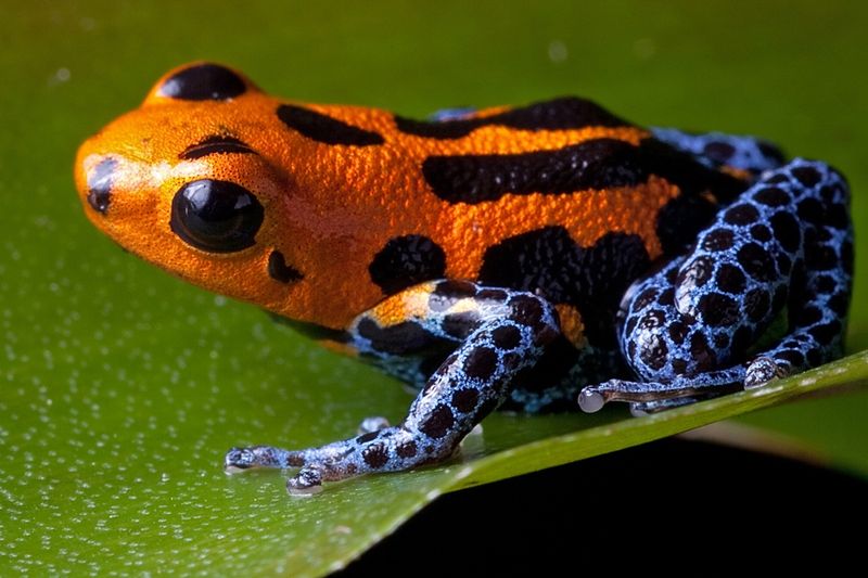Poison Dart Frogs – Tiny But Deadly