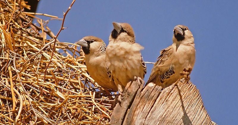 Avian Architect: Sociable Weaver