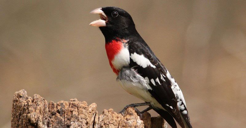 Red-Breasted Grosbeak