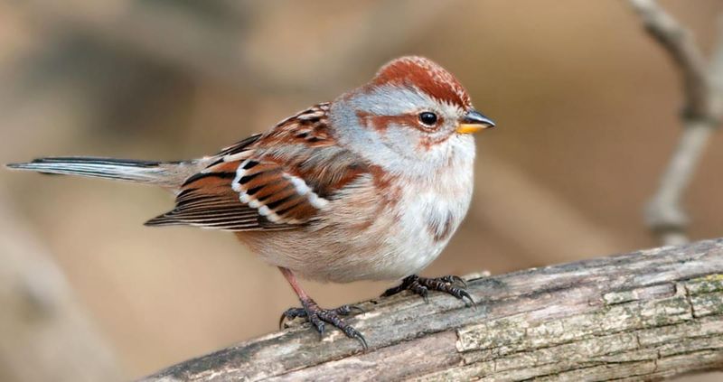 American Tree Sparrow