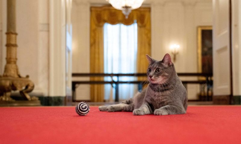 Willow: The White House Mouser-In-Chief