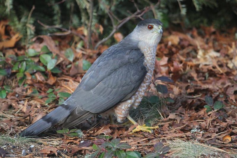 Predator Problems: Cooper's Hawks