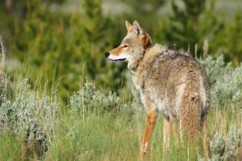 Coyote Population Balance