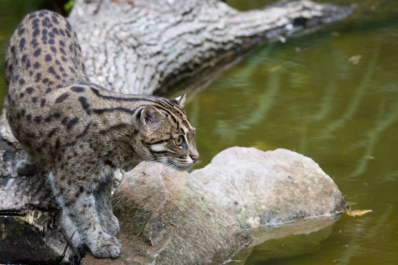 Wetland Wipeout Responses