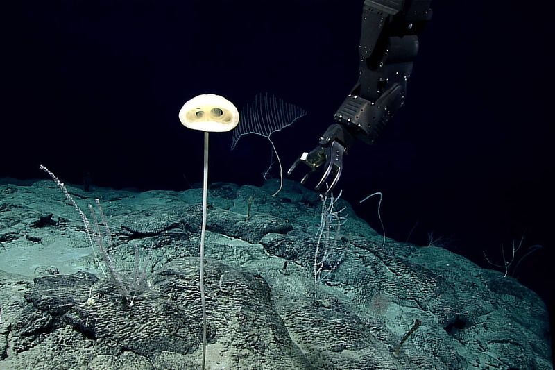 Magnificent Alien Sponge