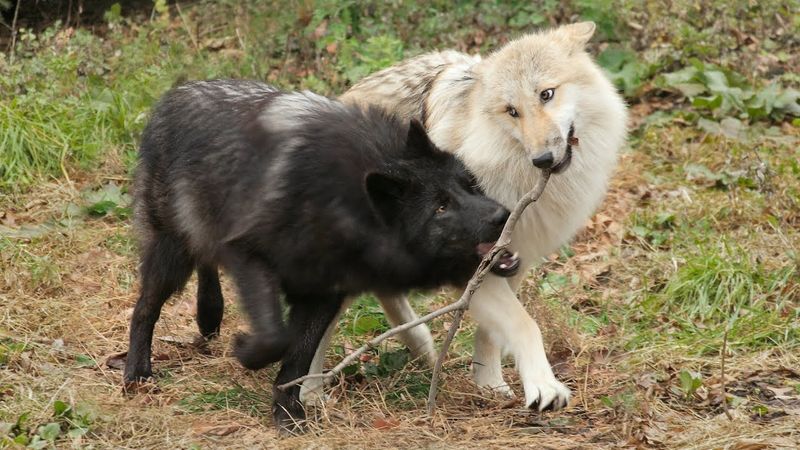 Social Bonding Through Play And Cooperation