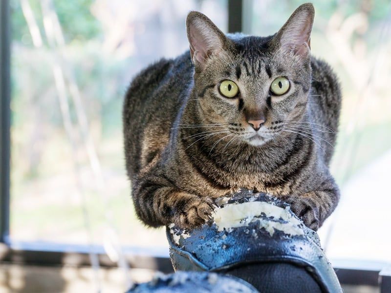 How To Redirect Destructive Behavior