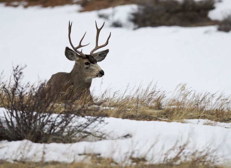 Survival Strategies In Winter