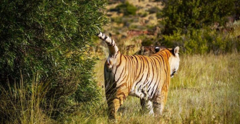 Scent, Scratches, And Sounds – 15 Ways Wild Cats Mark Their Territory