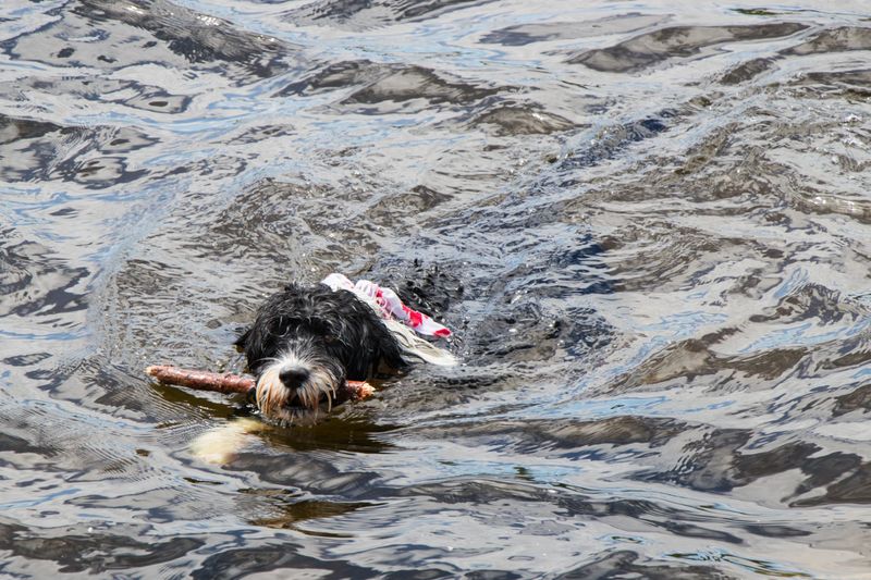 Water Detectives: Portuguese Water Dogs