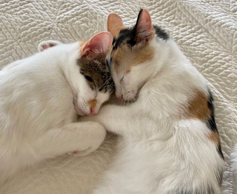 Companion Animals Offer Constant Friendship
