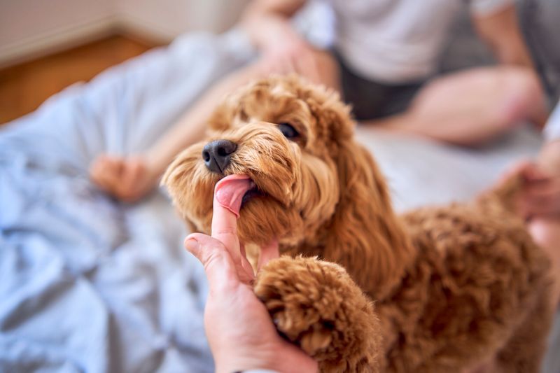 Cockapoo: The Emotional Support Expert