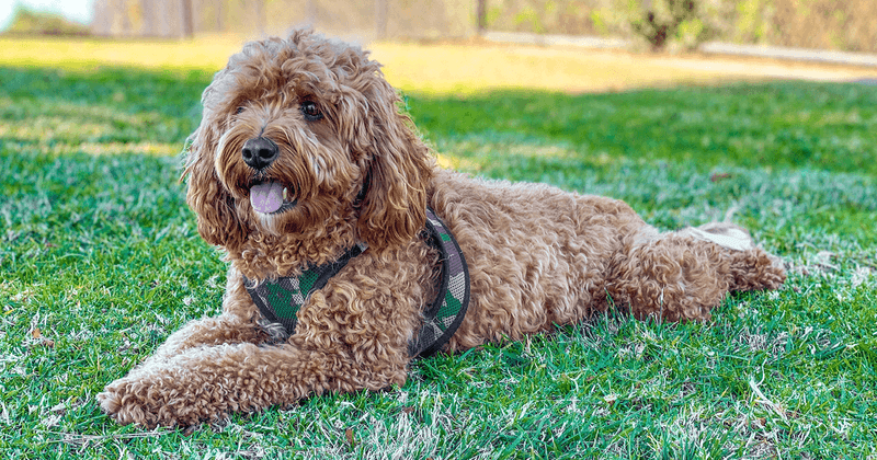 Cavapoo: The Gentle Soul