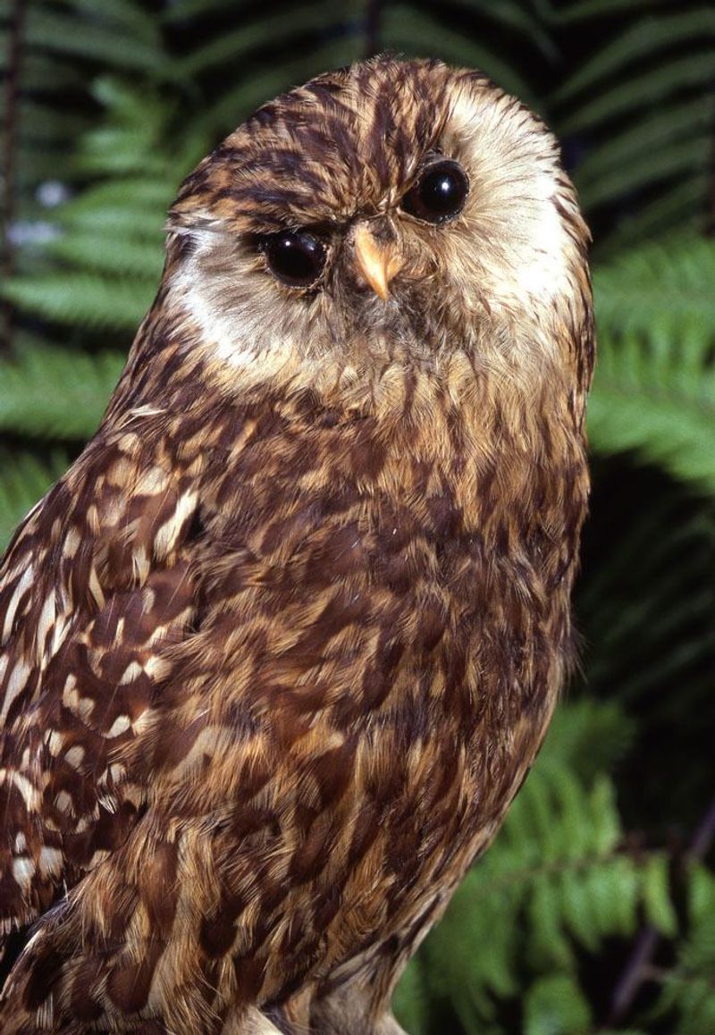 Laughing Owl