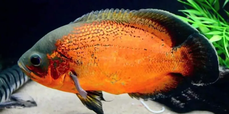 Breeding Populations Confirmed