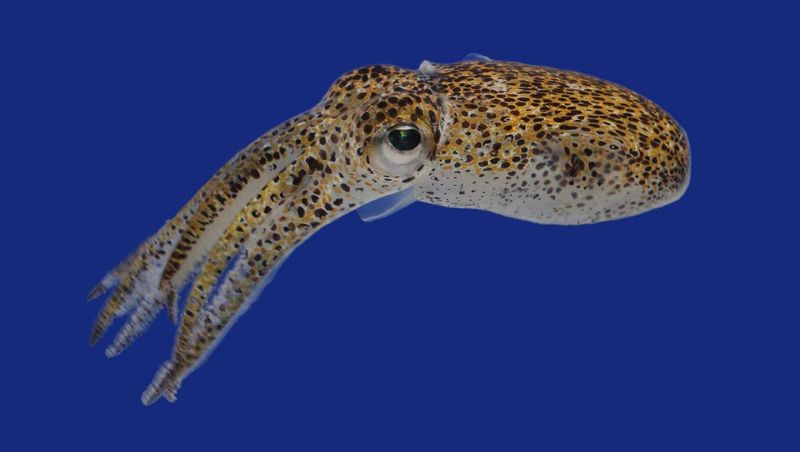 Squid And Octopus: Eight Arms, No Match