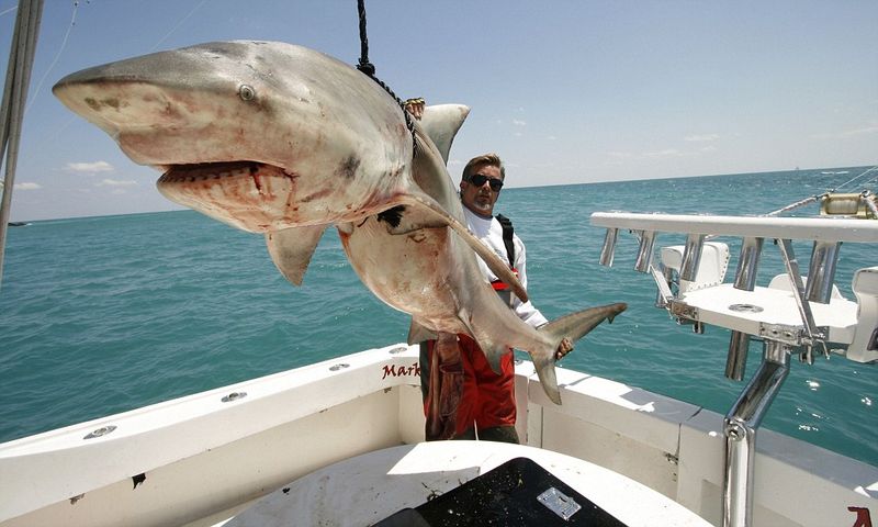 Shark Hunting Became Heroic