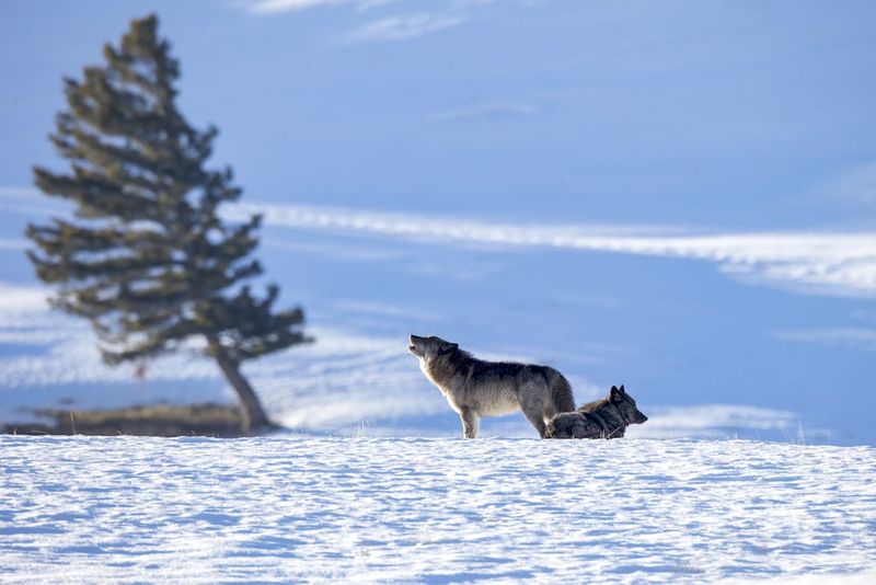 Survival Against The Odds