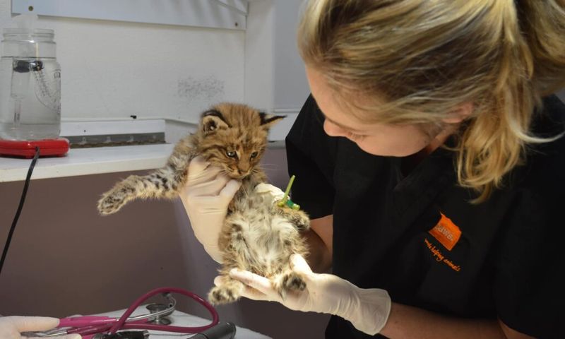 Veterinary Care Programs