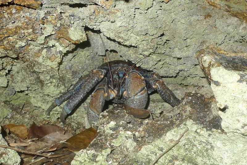 The Unexpected Cave Encounter