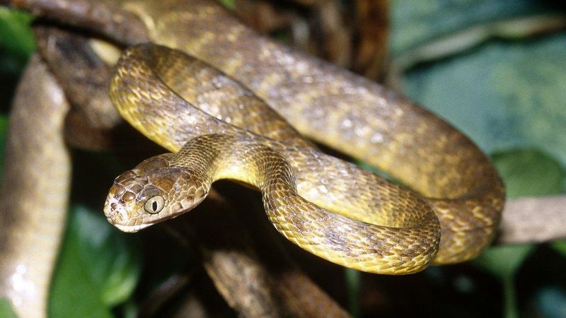 The Brown Tree Snake Is Still A Threat