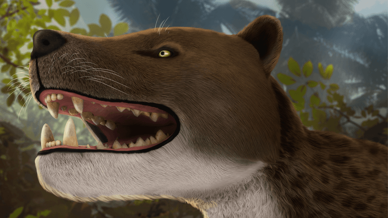 The Discovery Of A Leopard-Sized Predator From 30 Million Years Ago