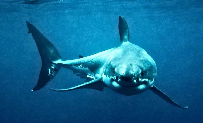 Unveiling The Ocean's Secrets