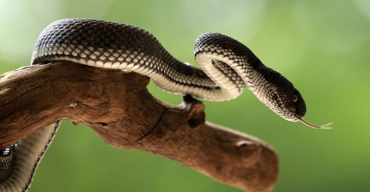 Scientists Discover Four New Tree Snake Species In Papua New Guinea’s Isolated Islands