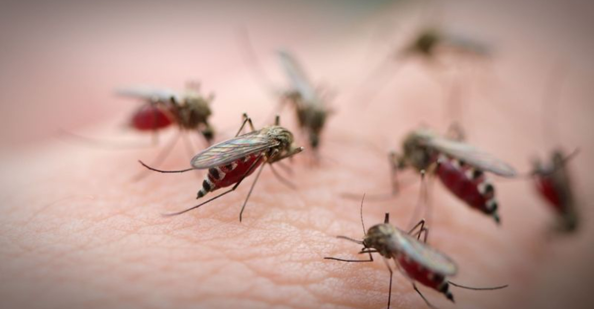 Scientists Drop 40 Million Genetically Modified Mosquitoes On Hawaii
