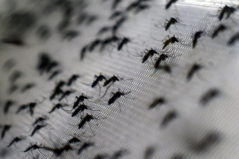40 Million Genetically Modified Mosquitoes Released In Hawaii