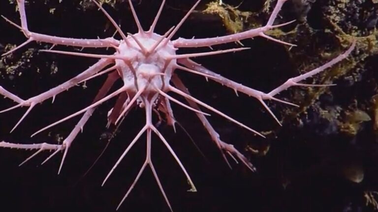 Scientists Encounter Rare Spiky Crab During Deep Sea Expedition In The Caribbean