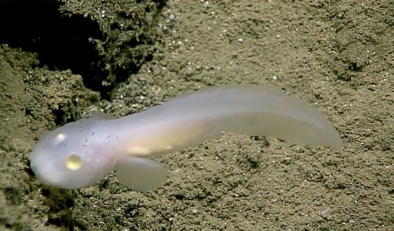 The Discovery Of Abyssus Luminosa
