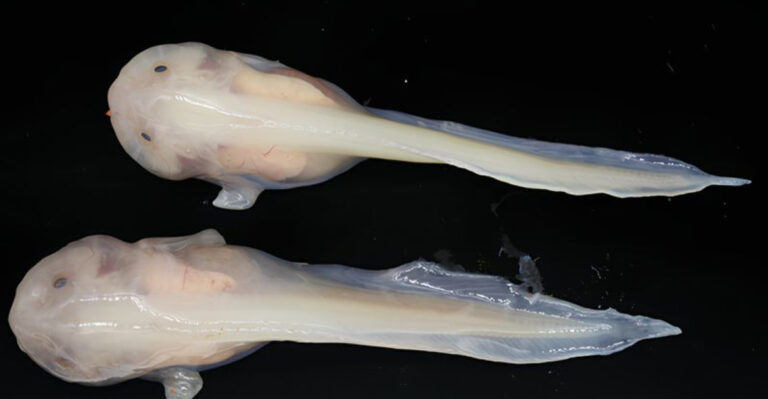 Scientists Find A New Species In The Depths Of The Mariana Trench