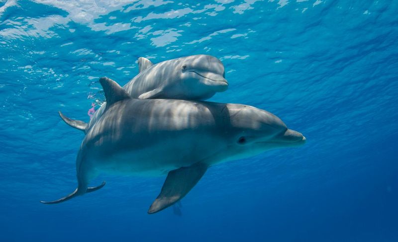 Bottlenose Dolphins: Ocean Einsteins