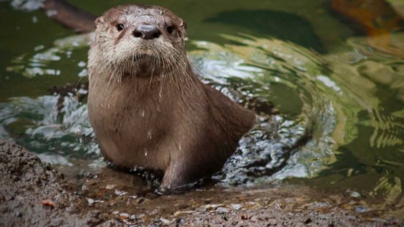 Footage Captured On Land And Sea