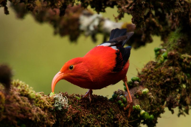 Hawaii's Bird Crisis: The Growing Threat Of Avian Malaria