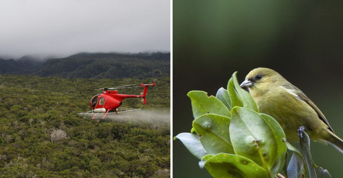 Scientists Release Mosquito Swarms In A Bold Effort To Save Hawaii’s Endangered Birds